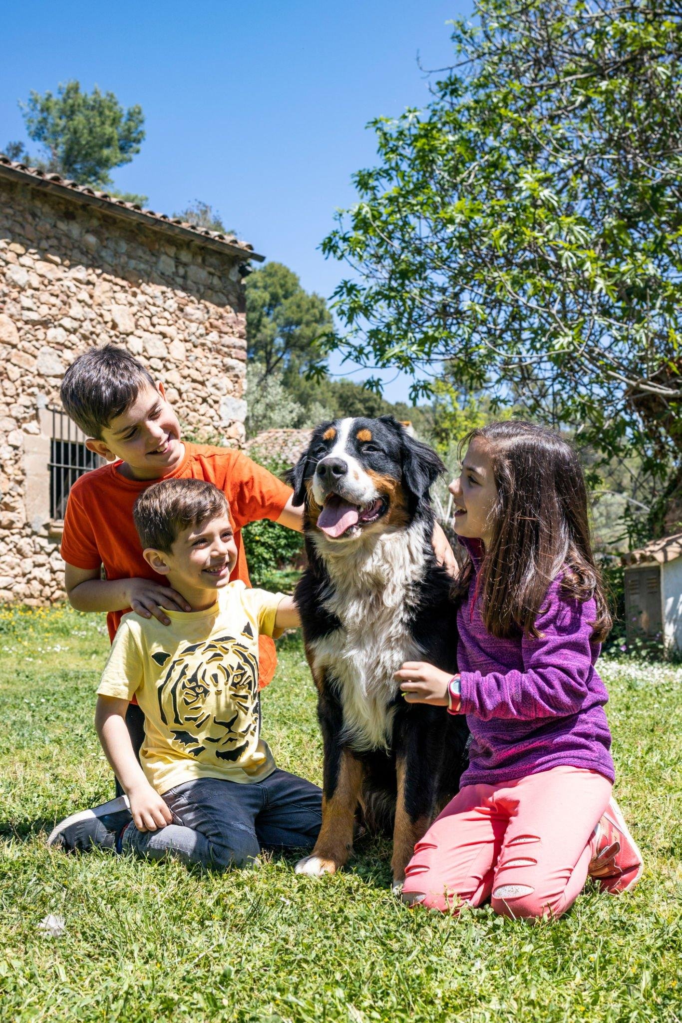 Bernese mountain dog