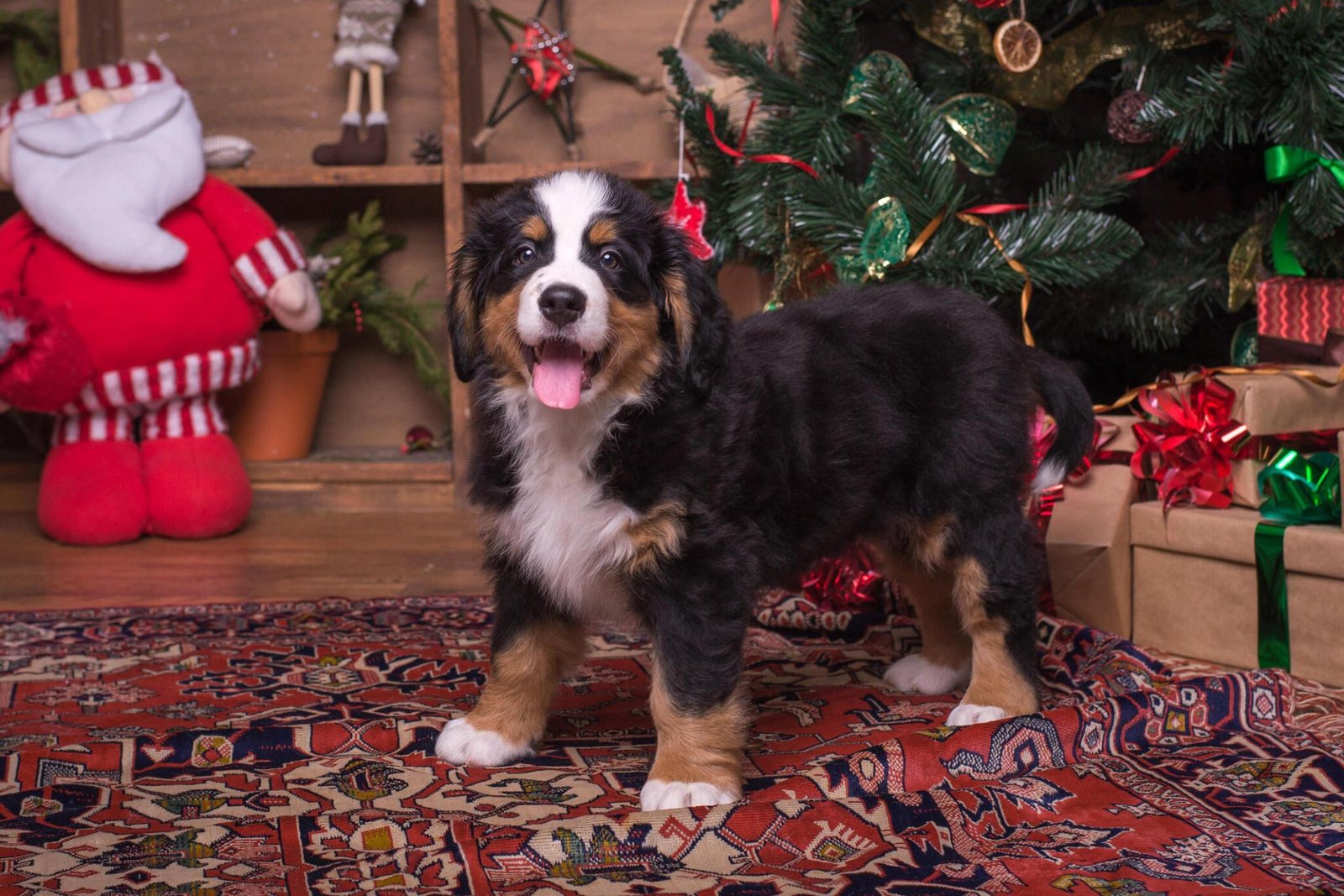 Do Bernese mountain dogs shed